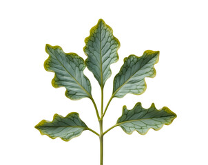 Close-up of a Silver Brake Fern Leaf with Intricate Veins and Wavy Margins Showcasing its Unique Texture and Pattern on Isolated Background for Botanical Studies