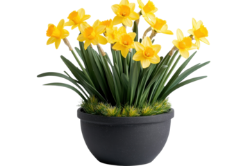 Vibrant yellow daffodils in a dark gray pot a cheerful spring bouquet perfect for home d cor on transparent background