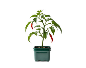 Close-up of a vibrant chili plant in a mini greenhouse pot, showcasing its lush green leaves and bright red chili peppers against a simple isolated setting