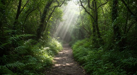 Obraz premium Forest Path Illuminated by Sunlight