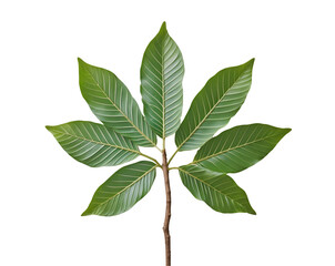 Close-up of a Vibrant Green Money Tree Leaf Displaying its Unique Five-Pointed Structure, Symbolizing Prosperity and Growth with Intricate Venation Details