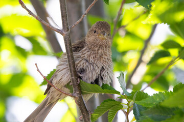 Female House Finch with her feathers all fluffed up and looking directly at the camera with a yellow green foliage background