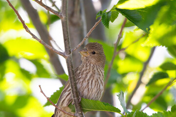Female House Finch with yellow geen foliage background