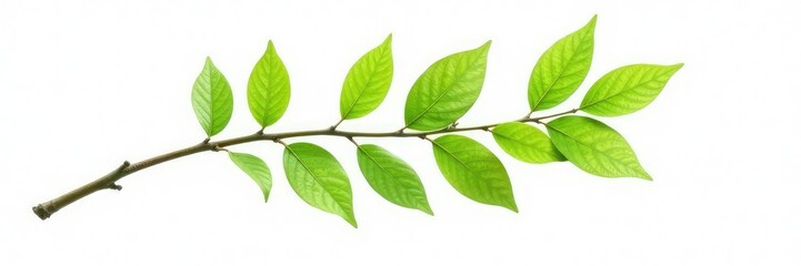 Obraz premium Single branch with leaves on a white background, isolated tree, isolated