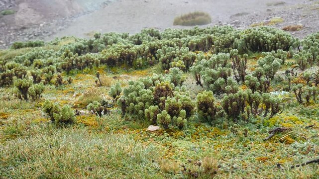 Rain Falls on Plants near the Colorful Mountains in Vinicunca, Cusco, Peru