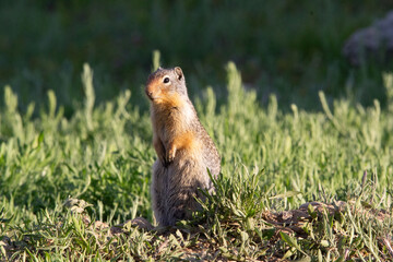 Gopher posing for the camera in the morning sun