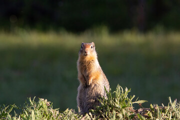 Gopher posing for the camera in the morning sun