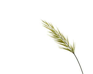 Fototapeta premium Delicate blades of grass swaying gently in an isolated field on plain white background, showcasing nature's beauty and simplicity with a minimalist aesthetic