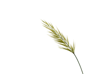 Delicate blades of grass swaying gently in an isolated field on plain white background, showcasing nature's beauty and simplicity with a minimalist aesthetic
