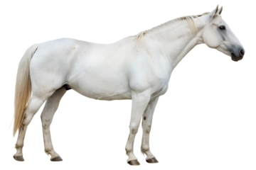 Elegant white horse isolated on the transparent background