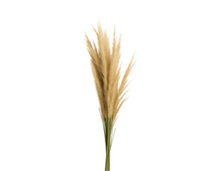 Fototapeta premium Delicate Bundle of Ornamental Grass, A minimalist botanical artwork showcasing the natural beauty of dried pampas grass on a plain isolated space