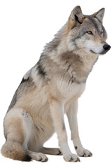 Majestic grey wolf in a relaxed sitting pose isolated on the transparent background