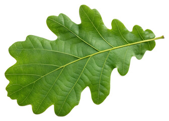 Naklejka premium Single Vibrant Green Oak Leaf Isolated on Black Background Detailed Texture