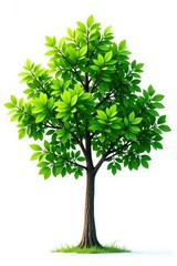 White background with isolated tree branches and leaves, green, white