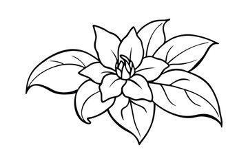 Jasmine Dreams A Journey Through Fragrance and Peace