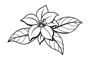 Jasmine Dreams A Journey Through Fragrance and Peace