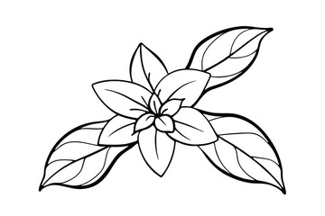 Jasmine Dreams A Journey Through Fragrance and Peace