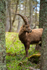 Hochschwab Gebiet - Gipfel - Frühling - Hochsteiermark - Alpen - Österreich - Steinbock