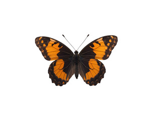 Obraz premium Detailed close up showcasing the vivid orange and black wings of a small tortoiseshell butterfly, revealing intricate patterns and delicate structure