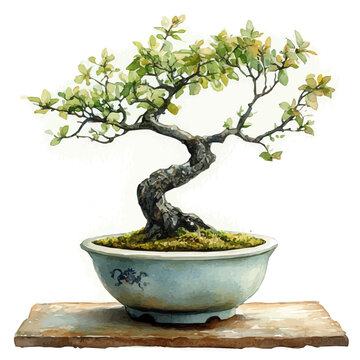 watercolor bonsai tree in ceramic pot clip art preview