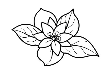 Jasmine Dreams A Journey Through Fragrance and Peace