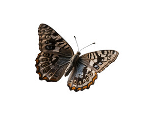 Obraz premium Detailed close up showcasing the Speckled Wood butterfly as it floats delicately, its wings display intricate patterns and subtle color gradations in this isolated composition