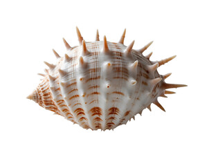 Obraz premium Detailed Close-up of a Murex Shell with Spines, Showcasing the Intricate Patterns and Textures of this Unique Sea Shell against a Plain Isolation