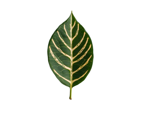 Detailed close-up of a Maranta leaf showcasing prayer plant markings in vibrant green and cream colors, set against a clean and minimalist composition