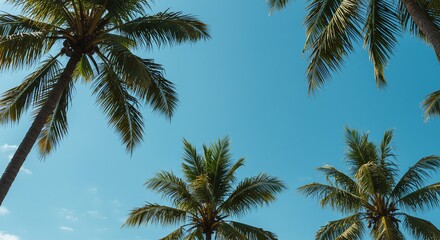Fototapeta premium Looking Up at Palm Trees on Bright Clear Day