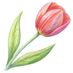 Tulip flower drawing illustration
