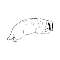 head badger symmetric, sketch vector graphics color picture