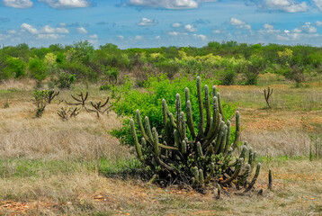 Cactus and Dry Vegetation in Caatinga Biome Landscape of Cariri Region in Boa Vista, Paraiba, Brazil