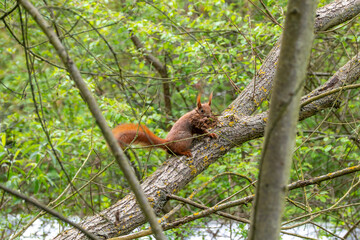 A squirrel is sitting on a tree branch. The tree is surrounded by green leaves. The squirrel is eating something
