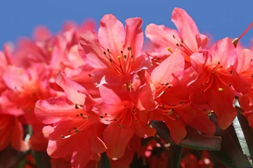 Fototapeten Azalee Red azalea flowers in Spring   © Jenny Thompson