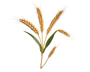 Detailed illustration of wheat seedlings showcasing healthy growth and vibrant green sprouts against a clean, emphasizing natural vitality and agricultural potential