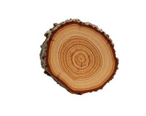 Detailed Isolated Image of a Tree Trunk Cross-Section Displaying Visible Growth Rings, Ideal for Educational or Environmental Awareness Purposes