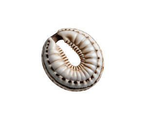 Fototapeta premium Detailed Macro Photograph of a Cowrie Shell Displaying Intricate Textures and Patterns Against a Plain Setting, Ideal for Natural History Illustrations