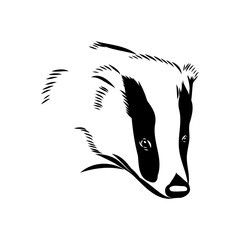 head badger symmetric, sketch vector graphics color picture