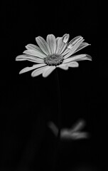 Black and white photo of a daisy.Vertical photo with a dewdrop on a daisy on a black background.