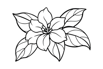 Jasmine Dreams A Journey Through Fragrance and Peace