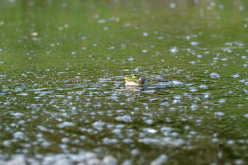 A funny photo of a green male marsh frog (Pelophylax ridibundus) swimming with inflated resonator...
