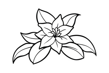 Jasmine Dreams A Journey Through Fragrance and Peace