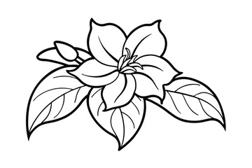 Jasmine Dreams A Journey Through Fragrance and Peace