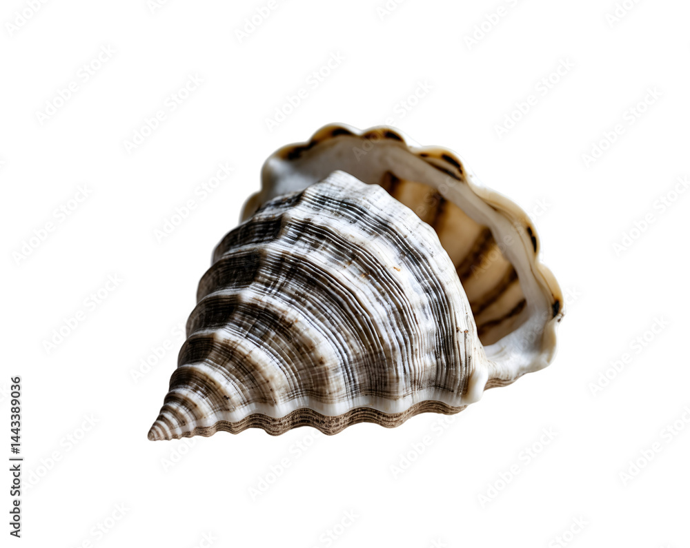 Poster detailed study of a limpet shell, conical form and intricate markings on an isolated plain surface, 