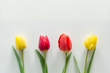 Hintergrund mit verschieden farbigen Tulpen. Farbenfroh und geeignet f&uuml;r Gru&szlig;karten.