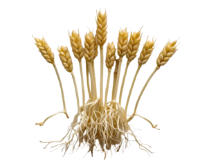 Detailed view of Sprouting Wheat Grain with Intricate Root System, showcasing early plant development and agricultural concepts, highlighting nature's growth process
