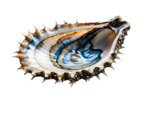 Obraz premium Detailed Thorny Oyster Shell Close Up on Isolated Plain Surface Showcasing Intricate Textures and Unique Color Patterns for Scientific or Decorative Purposes