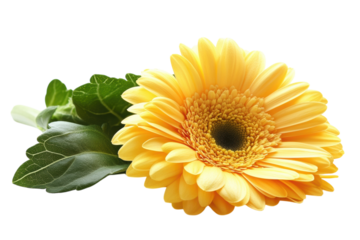 A vibrant yellow gerbera daisy a symbol of cheerfulness and new beginnings isolated on a black on transparent background