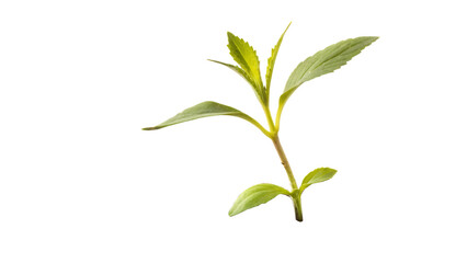Naklejka premium young plant growing from soil isolated on white background PNG. AI GENERATED