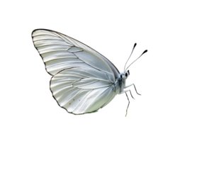 Elegant cabbage white butterfly with delicate wing patterns, gracefully fluttering on an isolated setting providing a beautiful insect macro photography composition